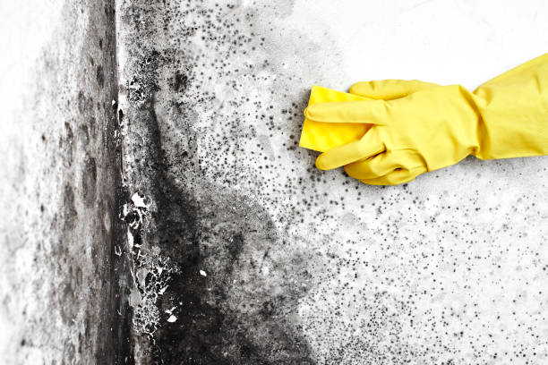 Redland, TX Mold Removal Company