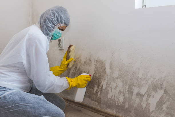Best Certified Mold Removal  in Redland, TX