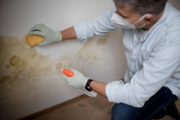 Office Mold Removal Services in Redland, TX