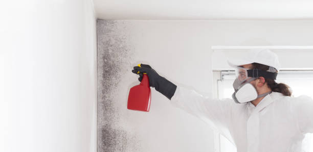 Best Attic Mold Removal  in Redland, TX