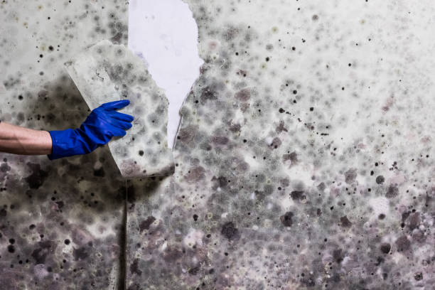 Mold Removal and Inspection in Redland, TX