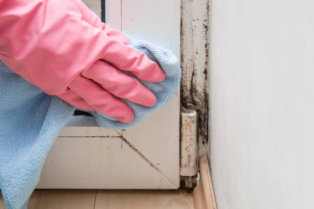 Best Professional Mold Removal  in Redland, TX