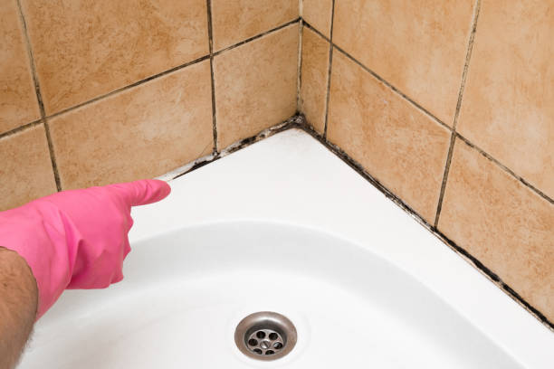 Best Best Mold Removal Companies  in Redland, TX